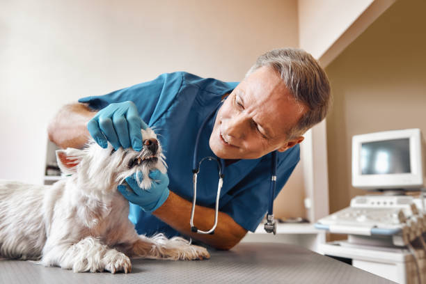 Best Emergency Tooth Extraction in Northford, CT
